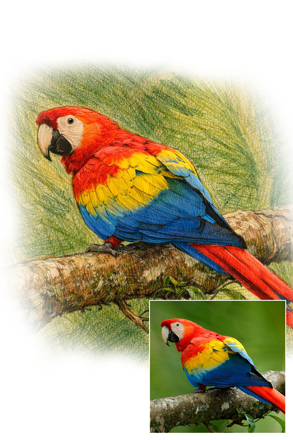 Pet portrait in Color