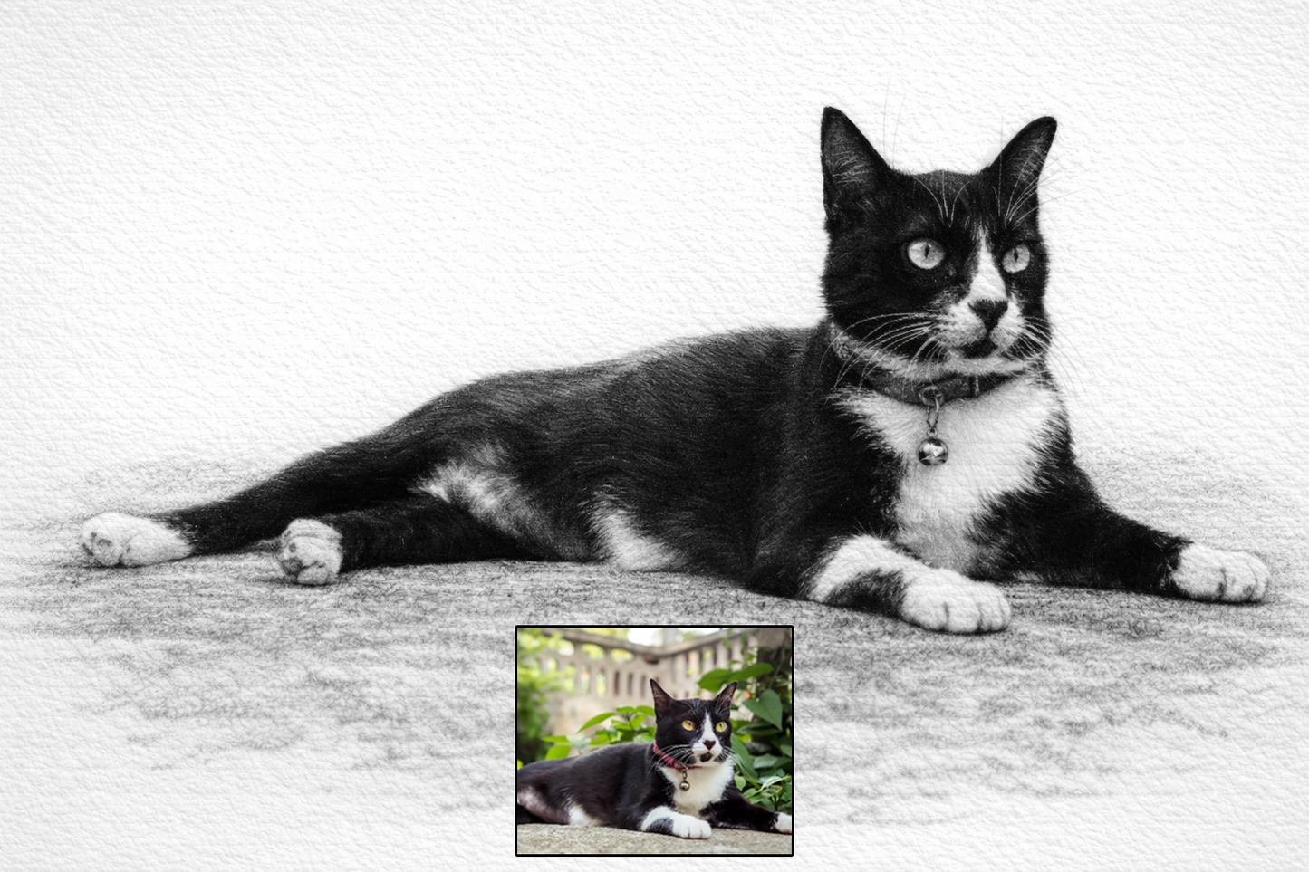 Pet portrait in pencil