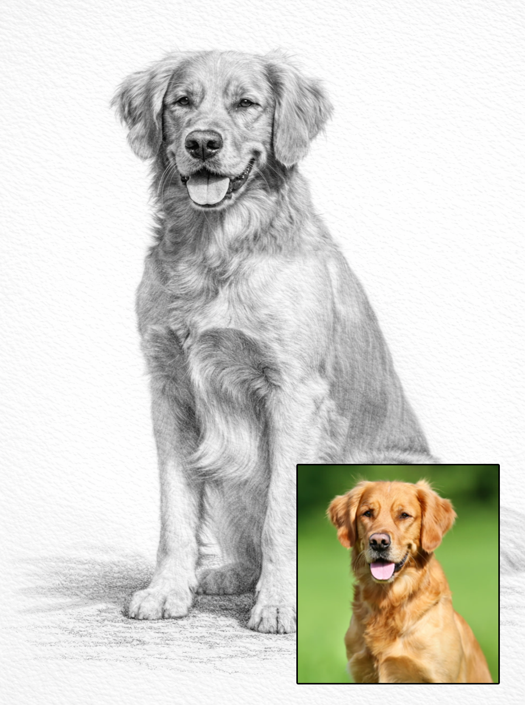 Pet portrait in pencil
